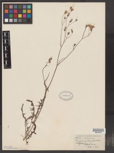 Crepis capillaris