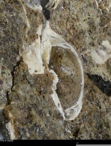 Corbulamella gregaria