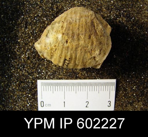 Productella arctirostrata