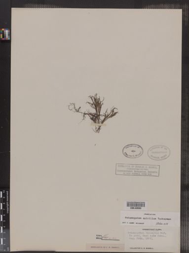 Potamogeton spirillus