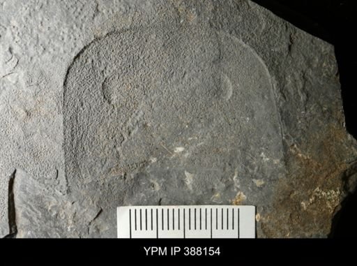 Eurypterus
