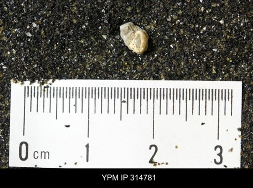 undet. Mollusca