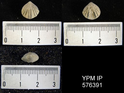 Camarotoechia whitei