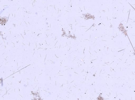 Trachyteleia hispida