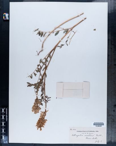 Astragalus