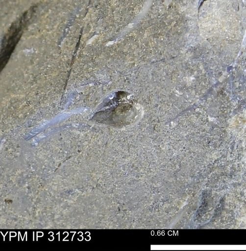 undet. Bivalvia