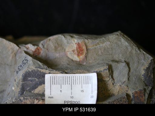 undet. Graptolithina