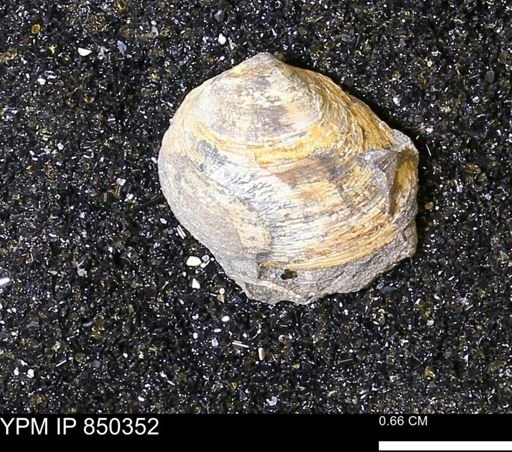 Limopsis striatopunctatus