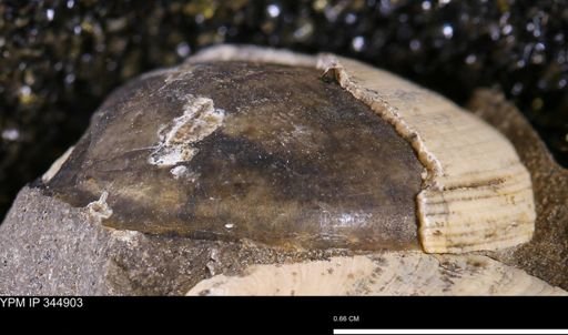 Limopsis striatopunctatus