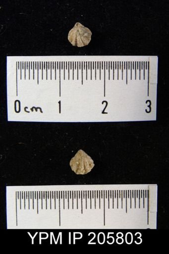 Hustedia sp.