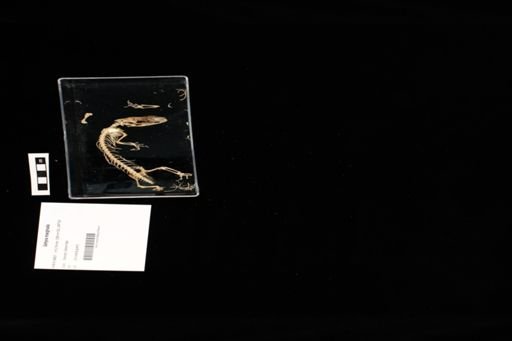 Gehyra marginata
