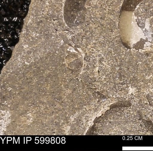 Protocardia subquadrata