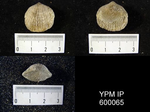 Spirifer radiatus