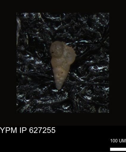 undet. Foraminiferida