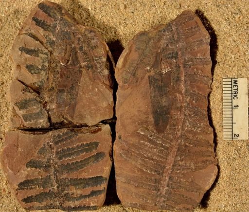Pecopteris