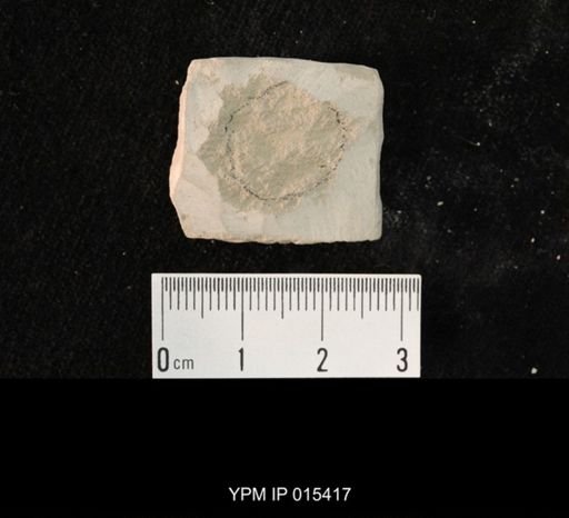 undet. Hexapoda
