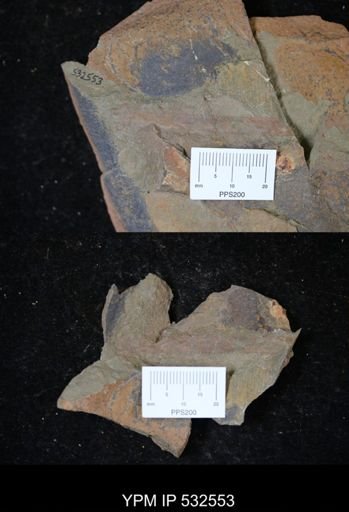 Hurdiidae