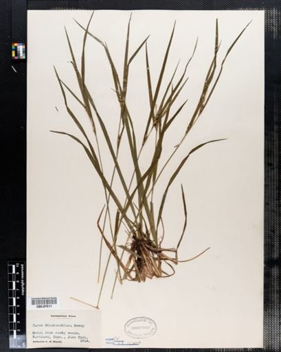 Carex hitchcockiana