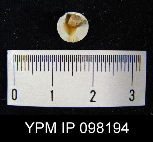 Dalmanella crassa