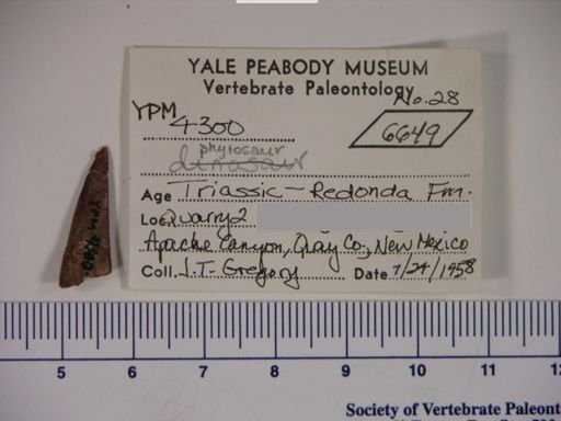 Parasuchidae