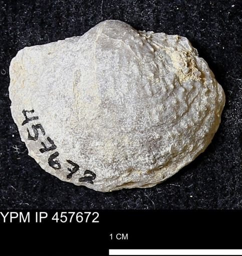 Helaspis sp.