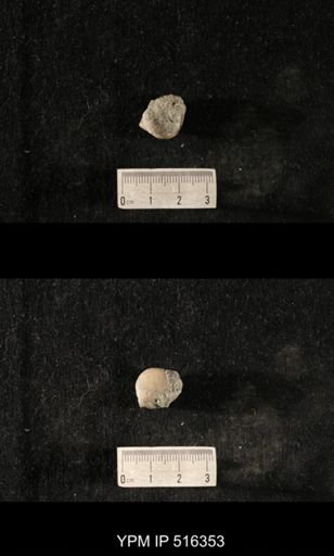 Cyclonema humerosum