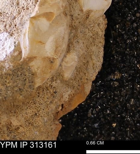 undet. Bivalvia