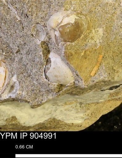 Corbulamella?