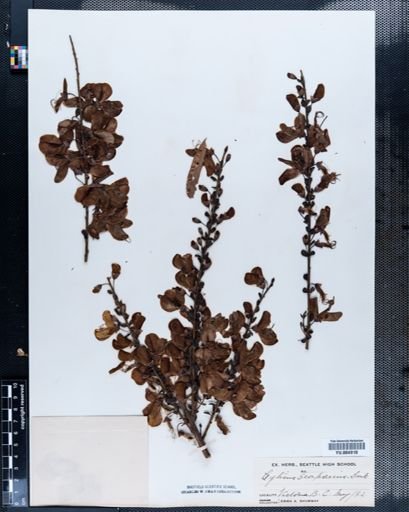 Cytisus scoparius