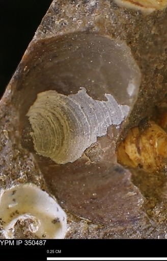 Limopsis striatopunctatus