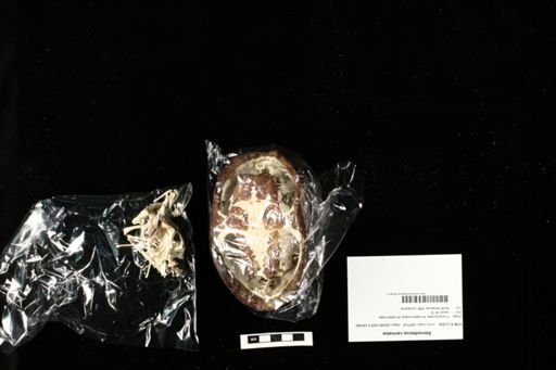 Sternotherus carinatus