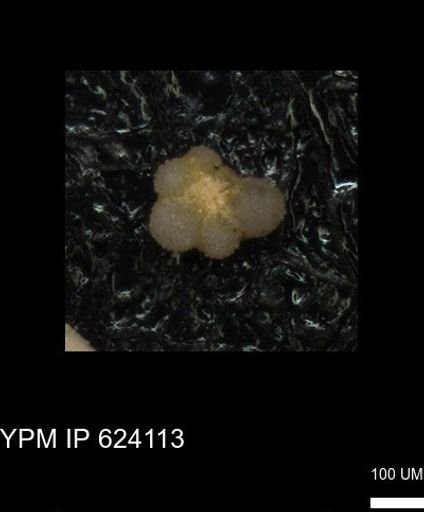 undet. Rugoglobigerinidae