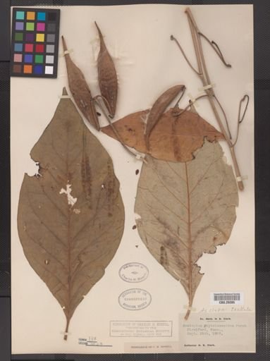 Asclepias exaltata