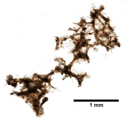 Keratosa