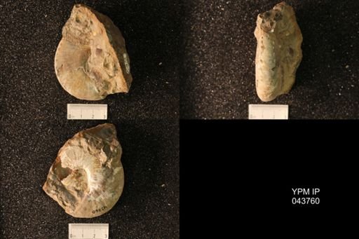 Hoploscaphites nicolletii