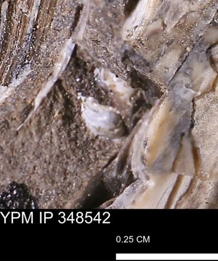 undet. Mollusca