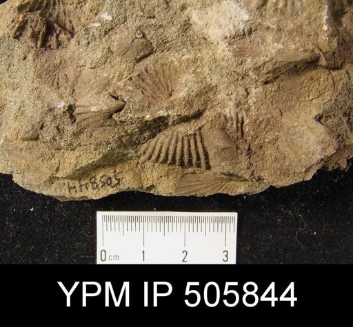 Brachiopod Assemblage slab