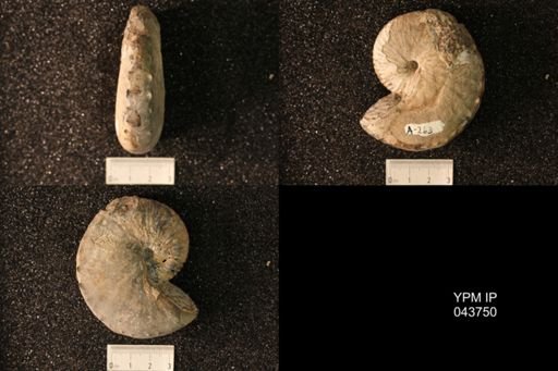 Hoploscaphites nicolletii