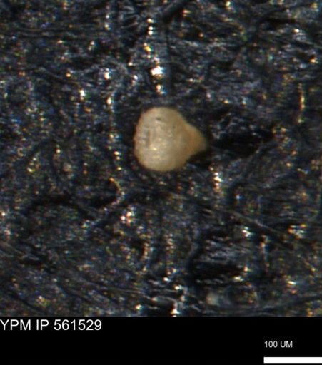 Miliammina ischnia
