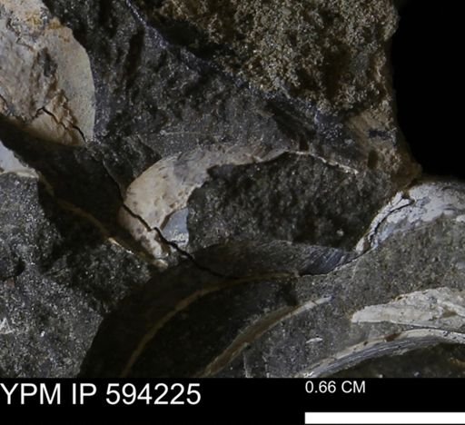 undet. Bivalvia