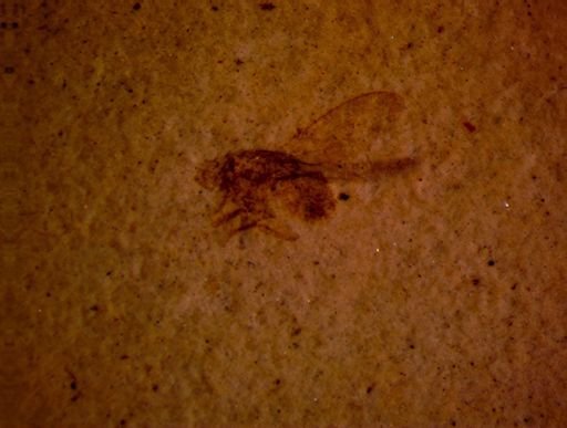 undet. Diptera