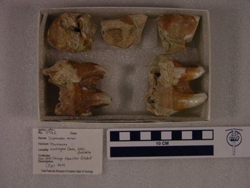 Diprotodon minor