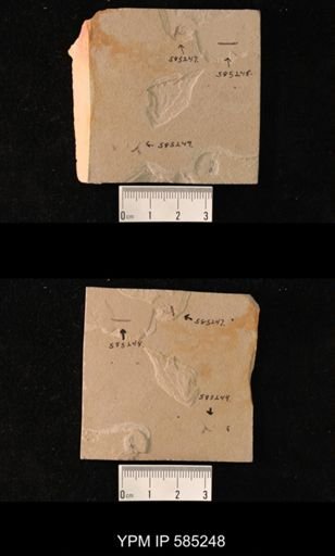 undet. Tipulidae