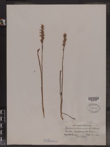 Ibidium cernuum