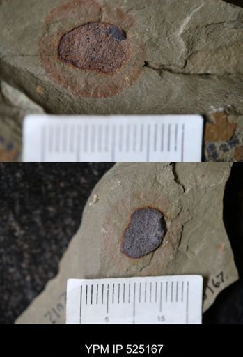 undet. Ichnofossil