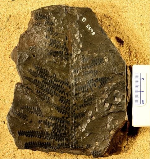 Pecopteris arborescens