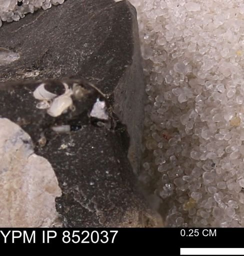 undet. Foraminifera