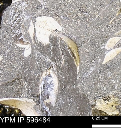 undet. Bivalvia