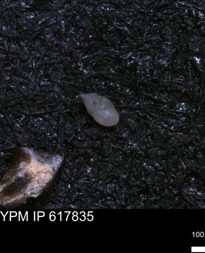 undet. Foraminiferida
