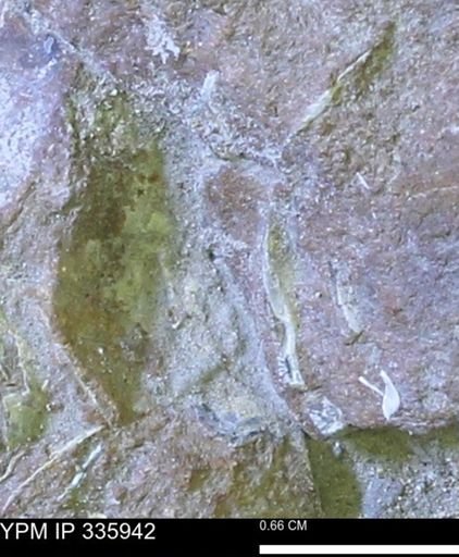 undet. Mollusca